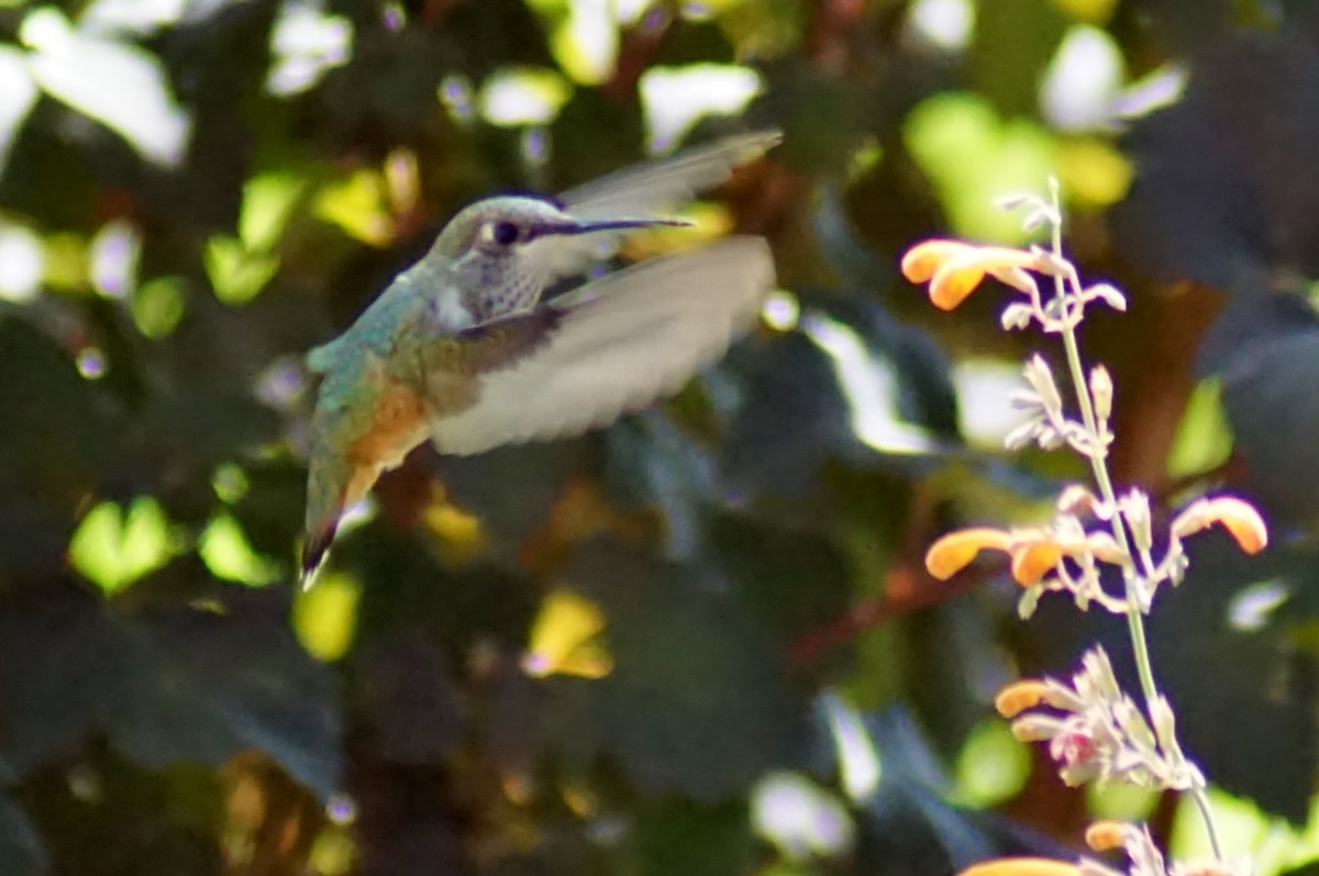 Calliope Hummingbird - ML256269861