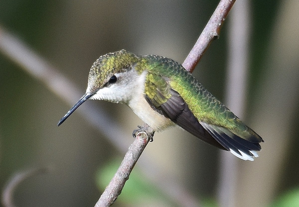 Ruby-throated Hummingbird - ML256270251