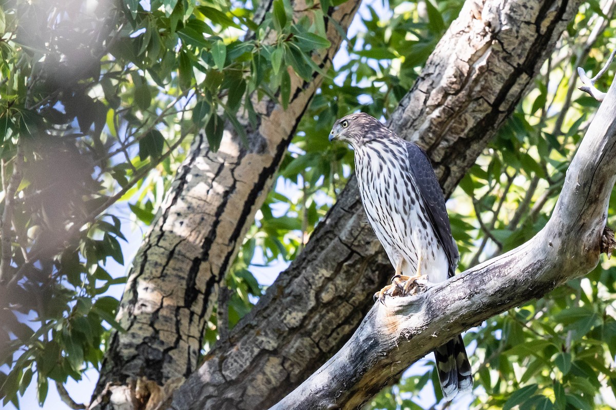 Cooper's Hawk - ML256274601