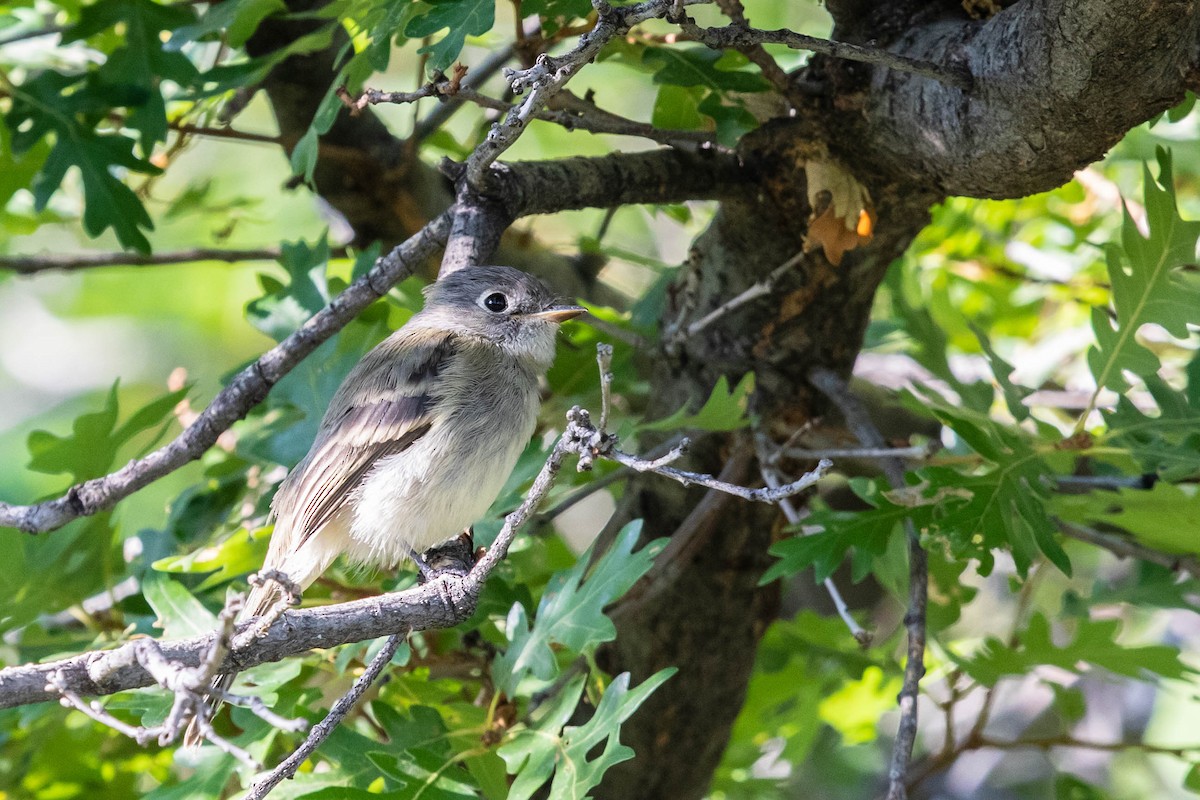 Dusky Flycatcher - ML256274701