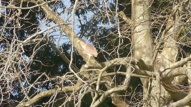 Nankeen Night Heron - ML256278251