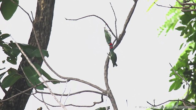 Coppersmith Barbet - ML256279031