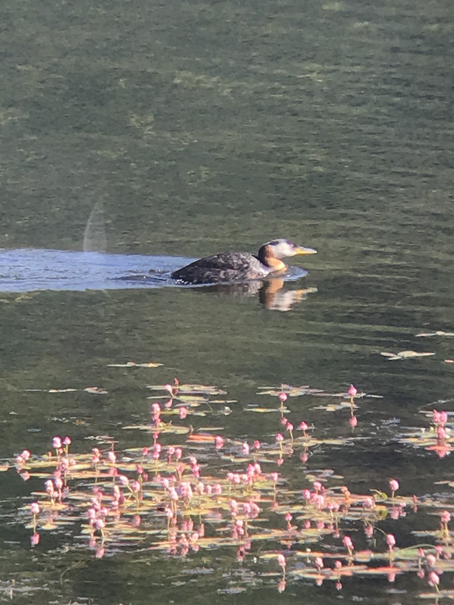 Red-necked Grebe - ML256279311