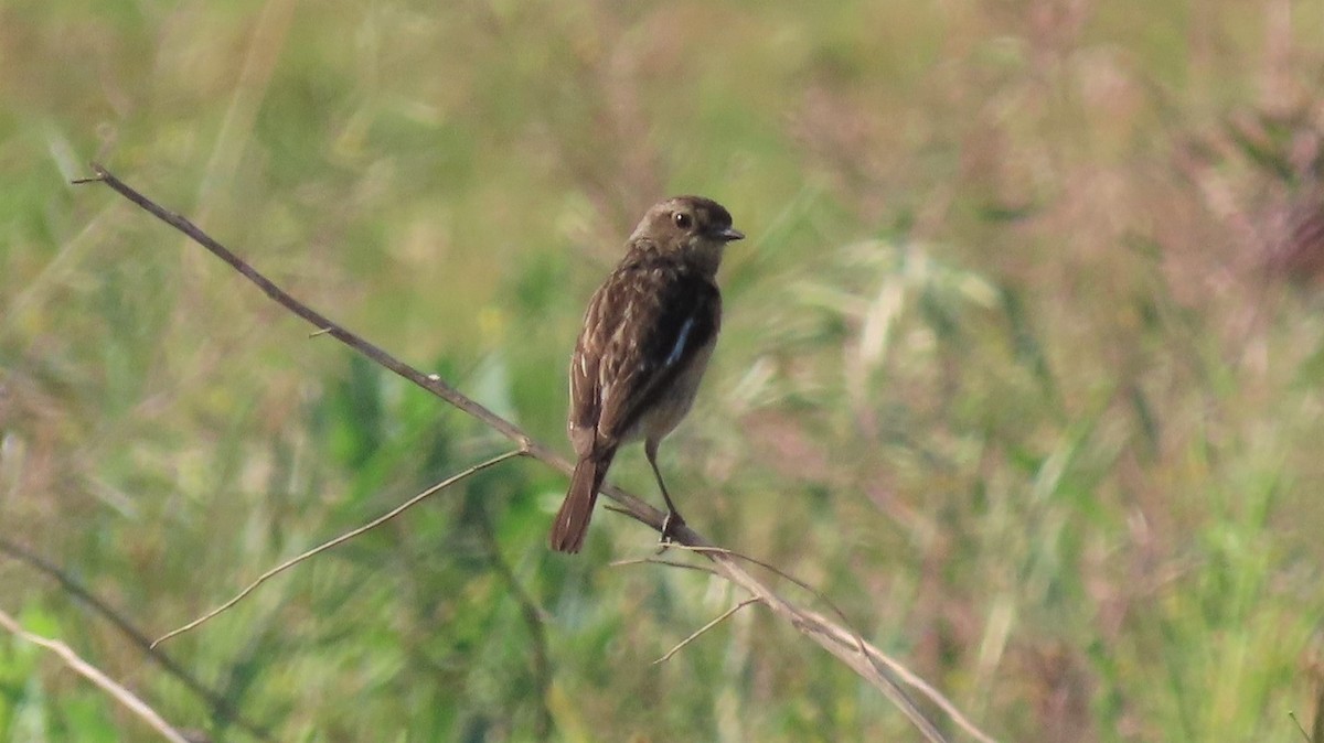 African Stonechat - ML256280611