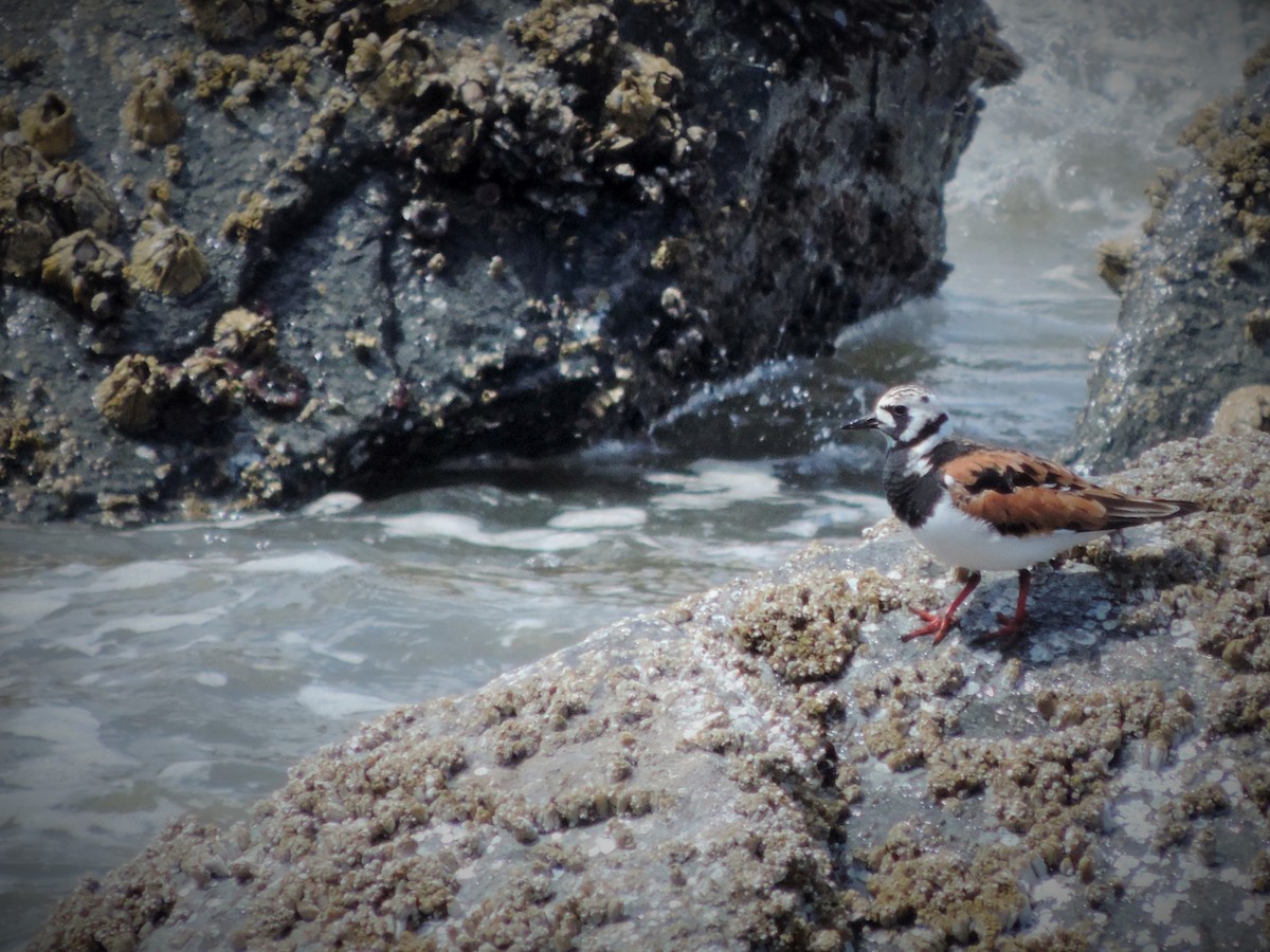 Ruddy Turnstone - David Poortinga