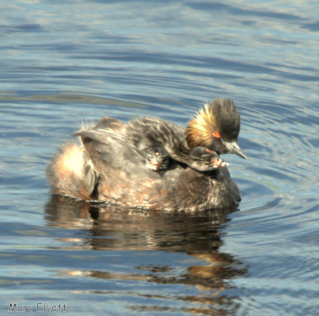 Eared Grebe - ML25628321