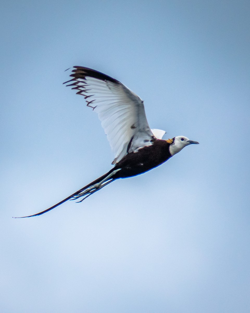 Pheasant-tailed Jacana - ML256283431