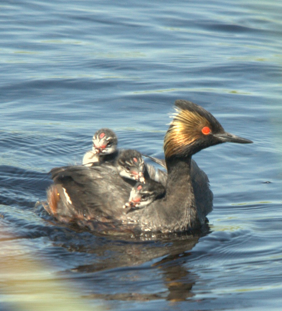 Eared Grebe - ML25628461