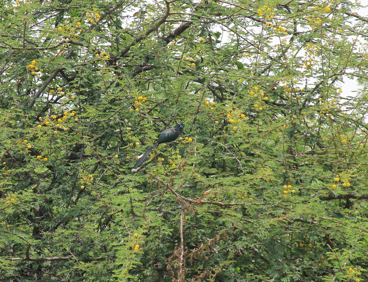 Blue-faced Malkoha - ML256284641