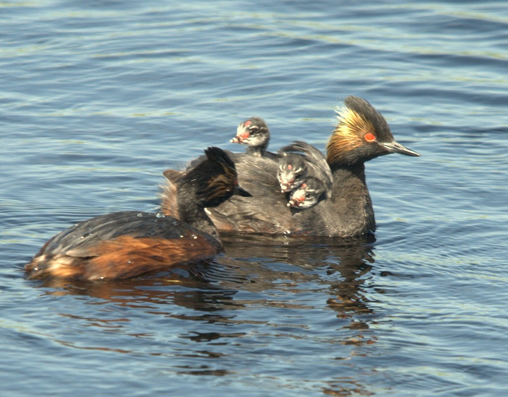 Eared Grebe - ML25628581