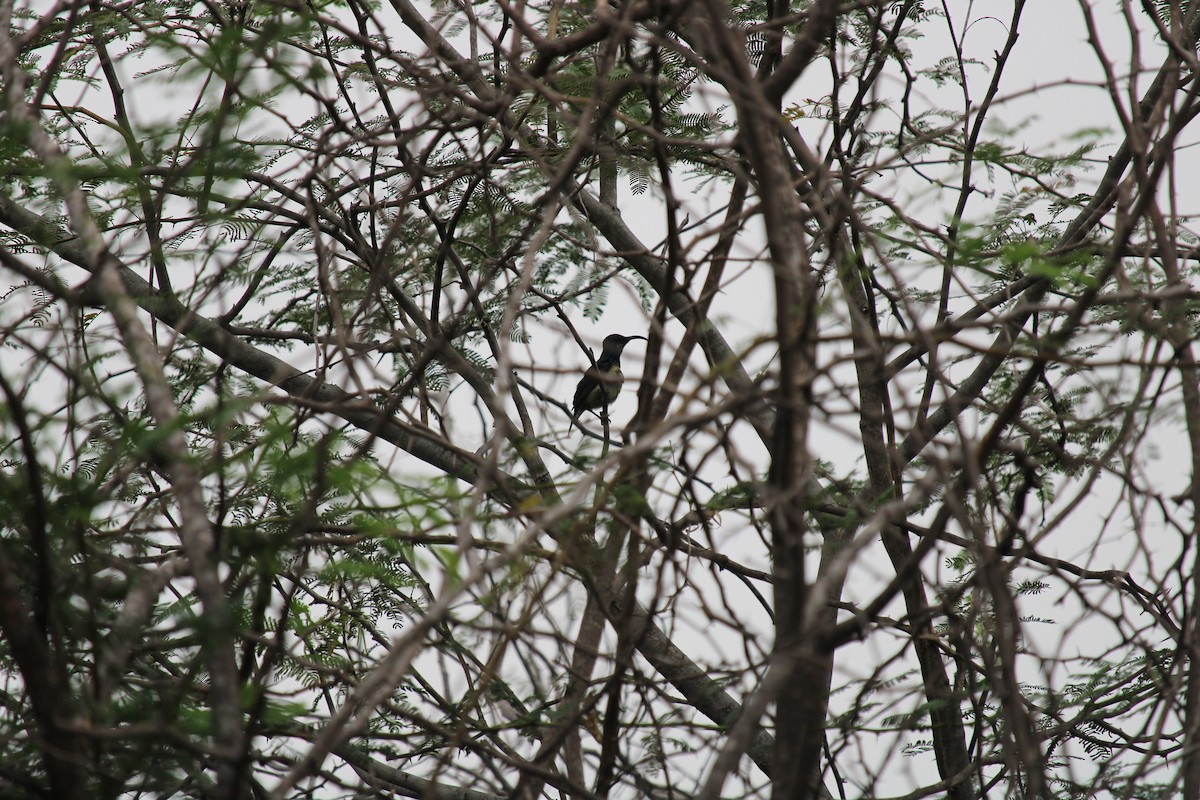 Purple-rumped Sunbird - ML256285981