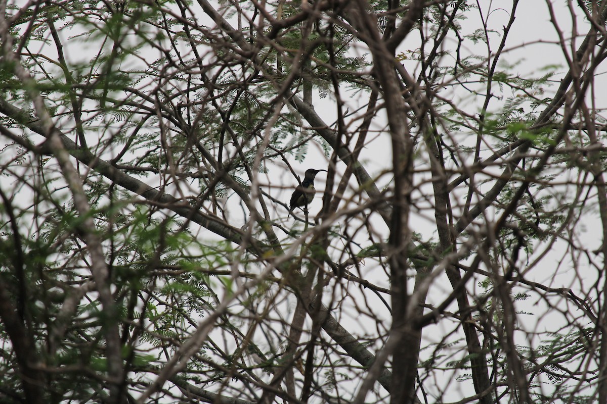 Purple-rumped Sunbird - ML256285981