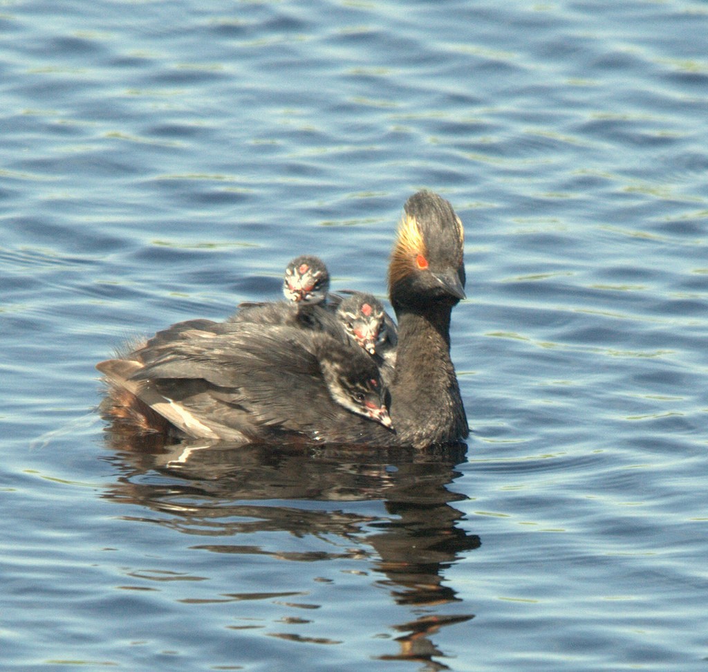 Eared Grebe - ML25628651