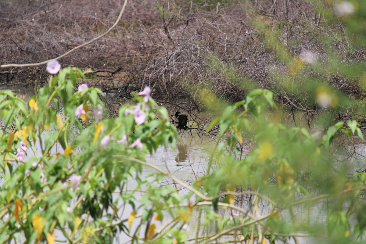 Little Cormorant - Rajasekar S