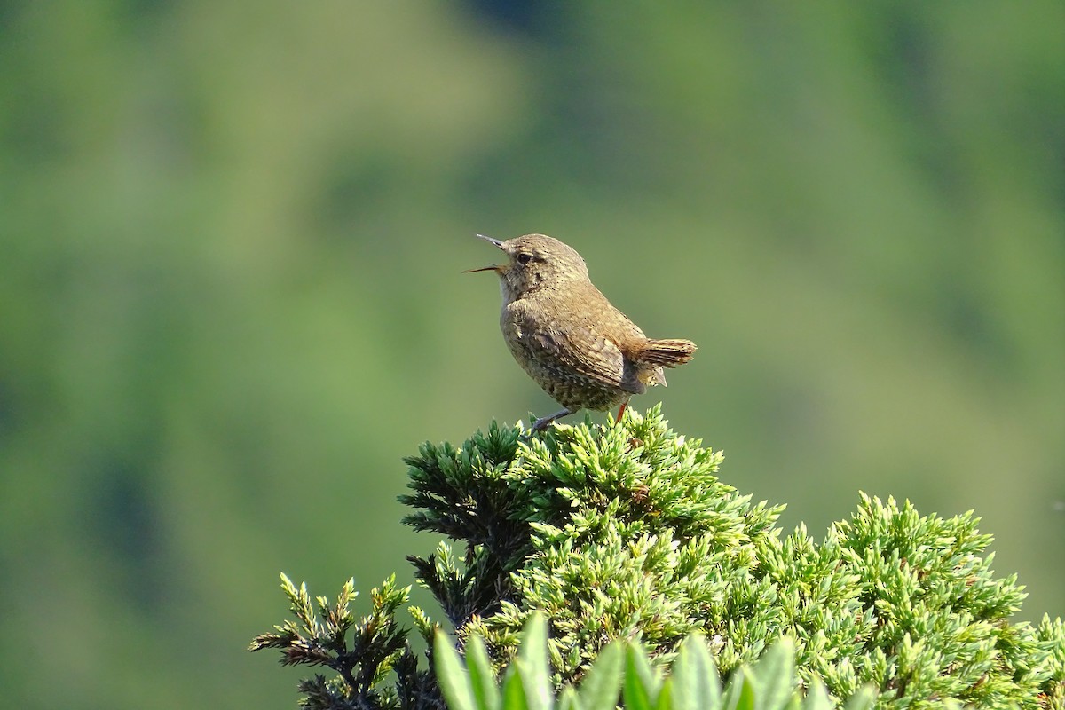 Eurasian Wren - u7 Liao