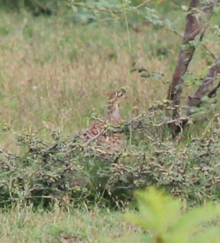 Gray Francolin - ML256286981