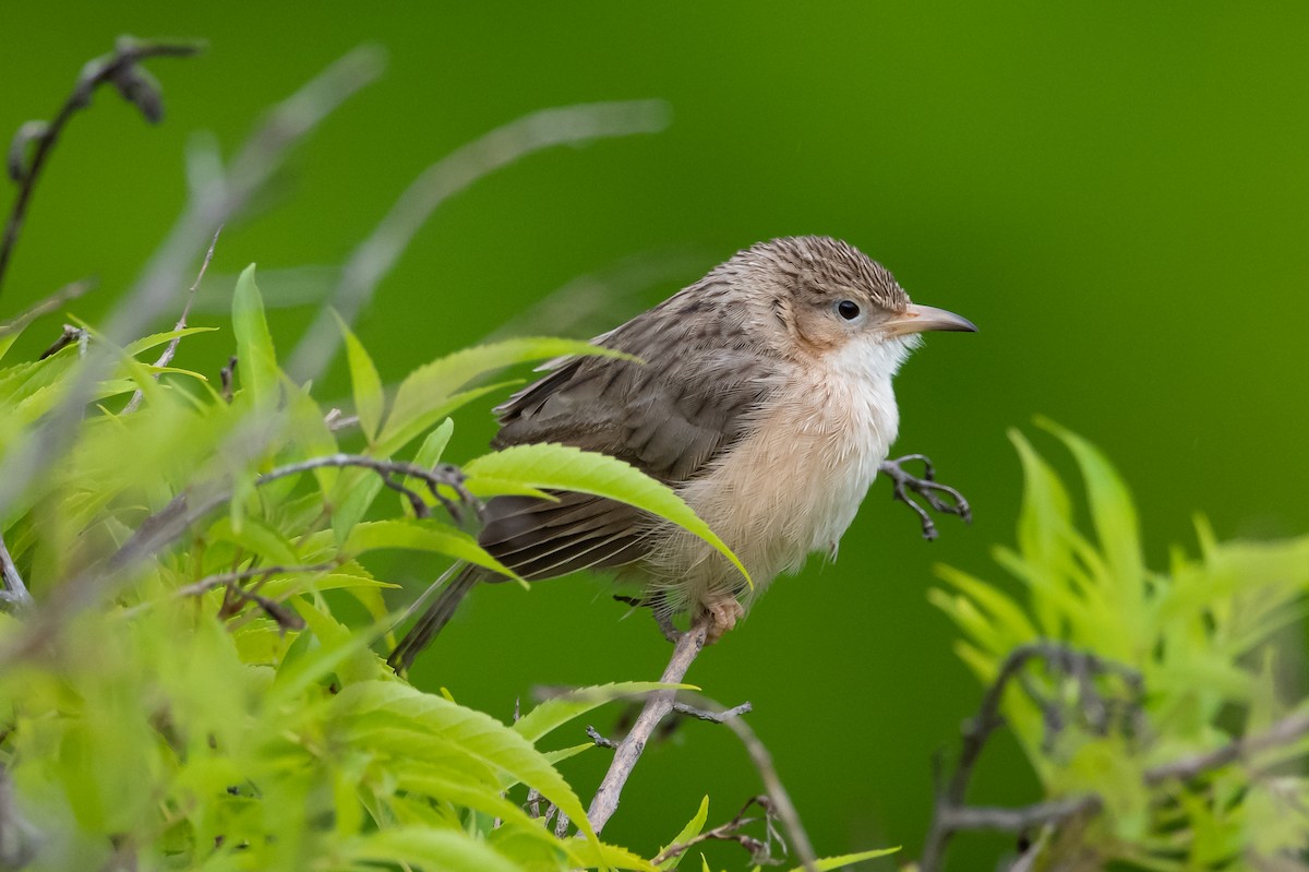 Common Babbler - ML256287291