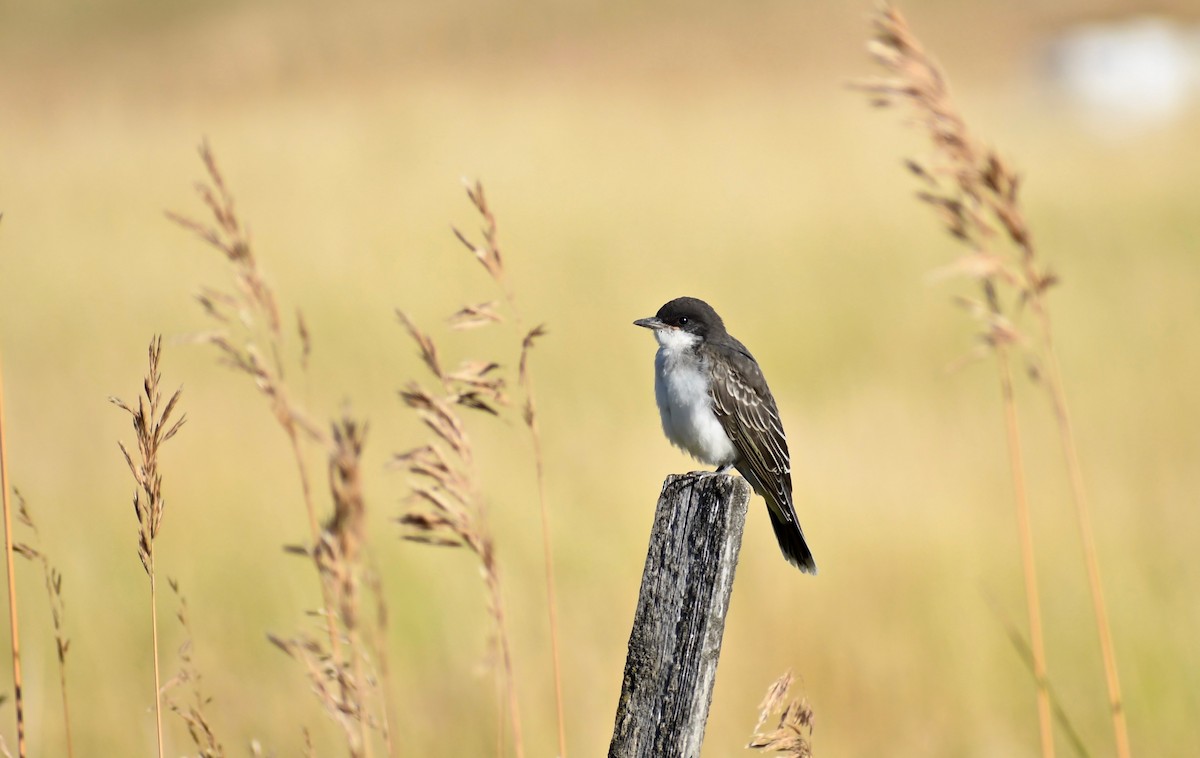 Eastern Kingbird - Robert Snowden