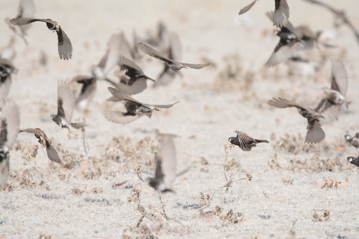 Chestnut-backed Sparrow-Lark - ML256287591