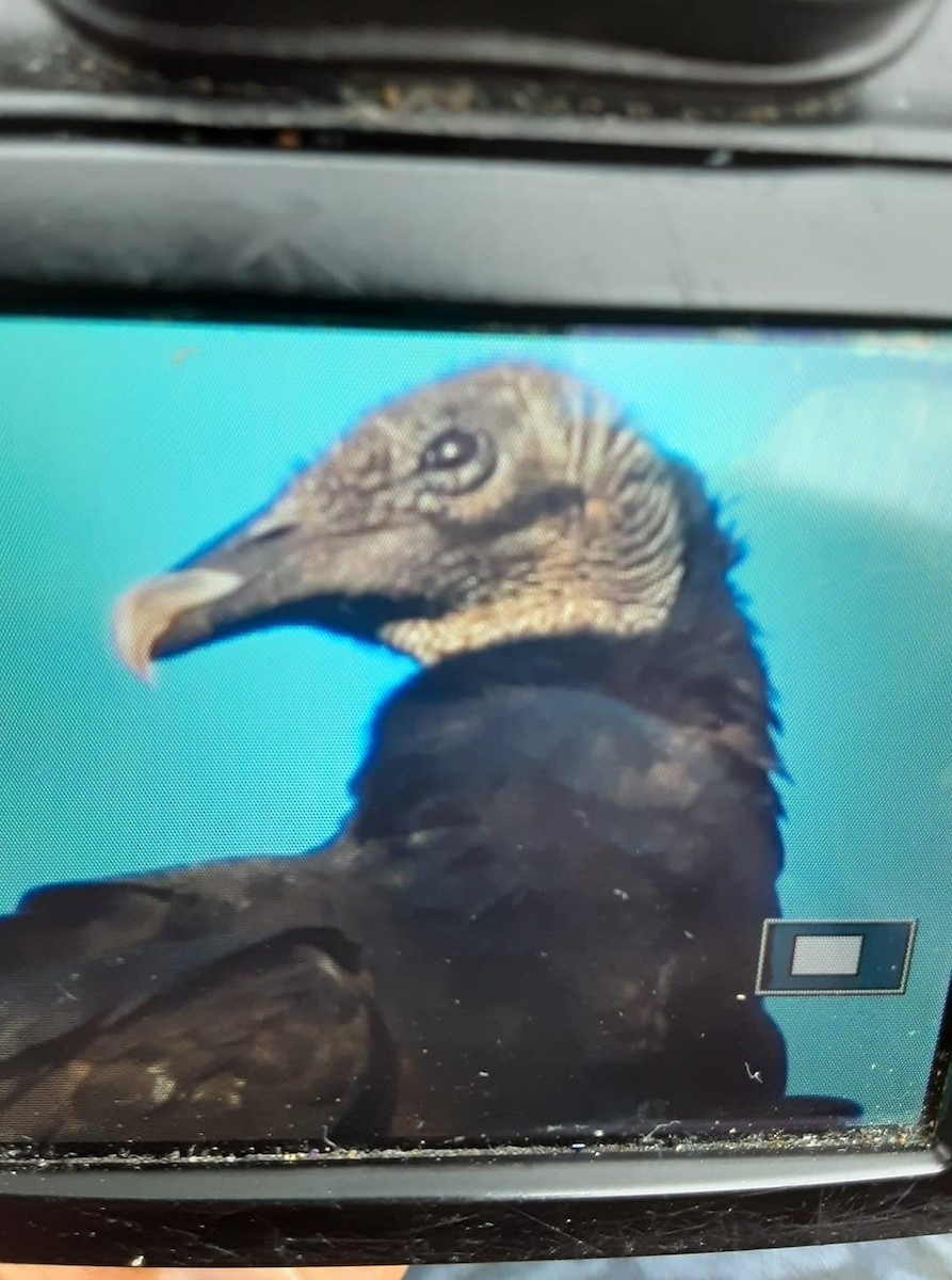 Black Vulture - ML256288681