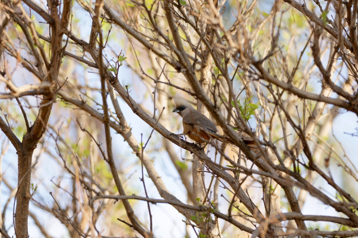 Speckled Mousebird - ML256290691