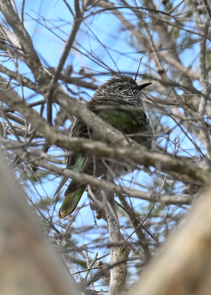 Shining Bronze-Cuckoo - ML256290781