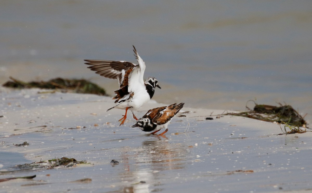 Ruddy Turnstone - ML256291931