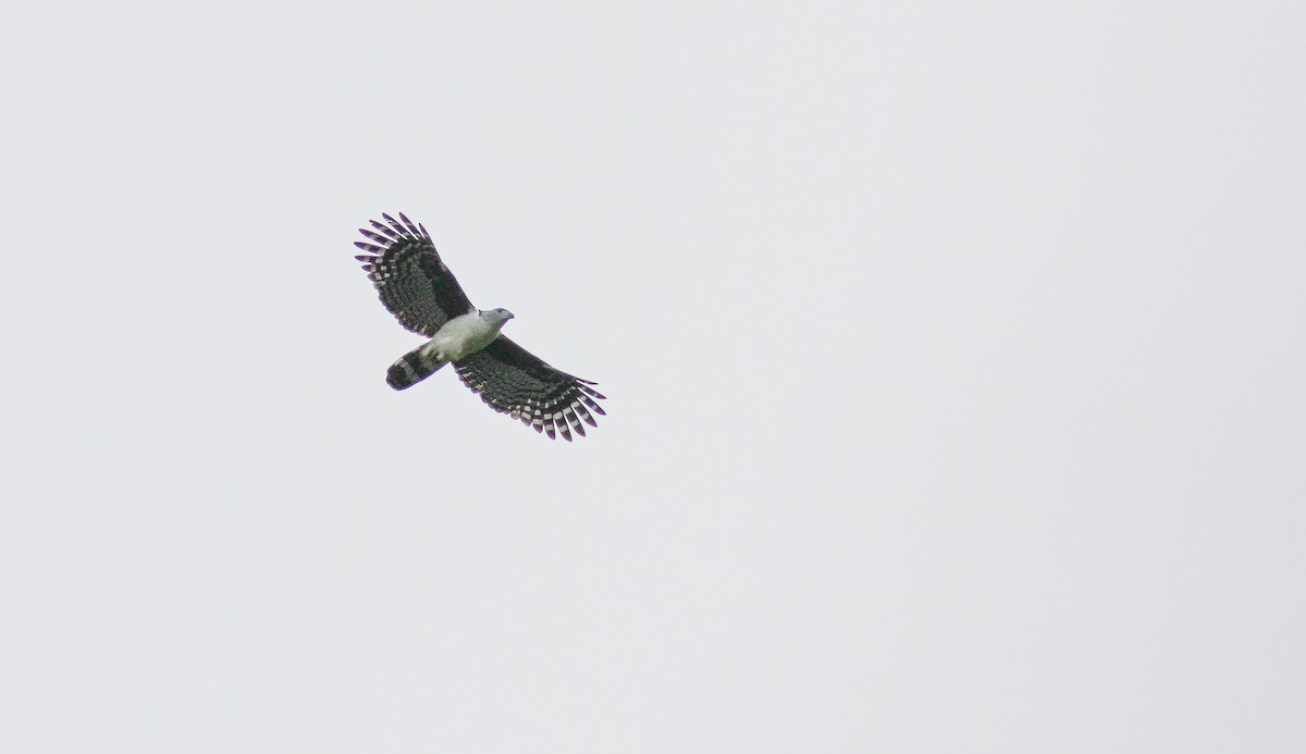 Gray-headed Kite - ML256294141