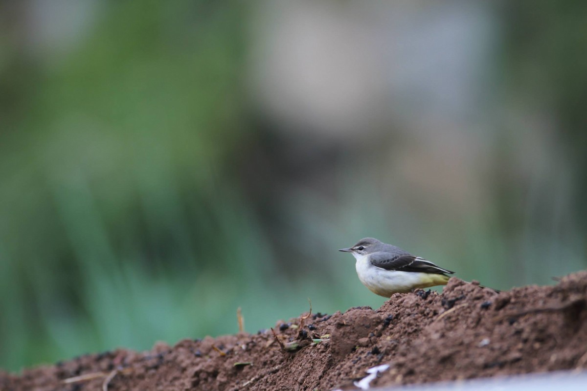 Gray Wagtail - Ting-Wei (廷維) HUNG (洪)