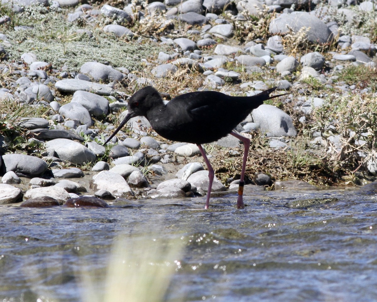 Black Stilt - ML256296701