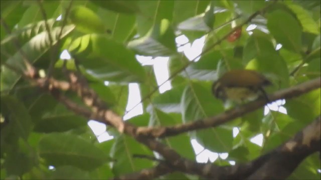 Speckled Piculet - ML256301481