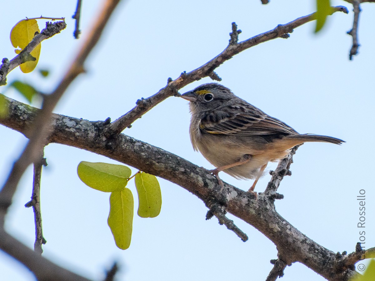 Grassland Sparrow - Carlos Rossello