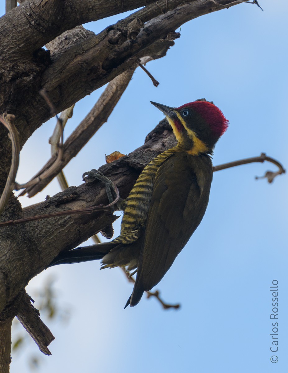 Golden-green Woodpecker - Carlos Rossello