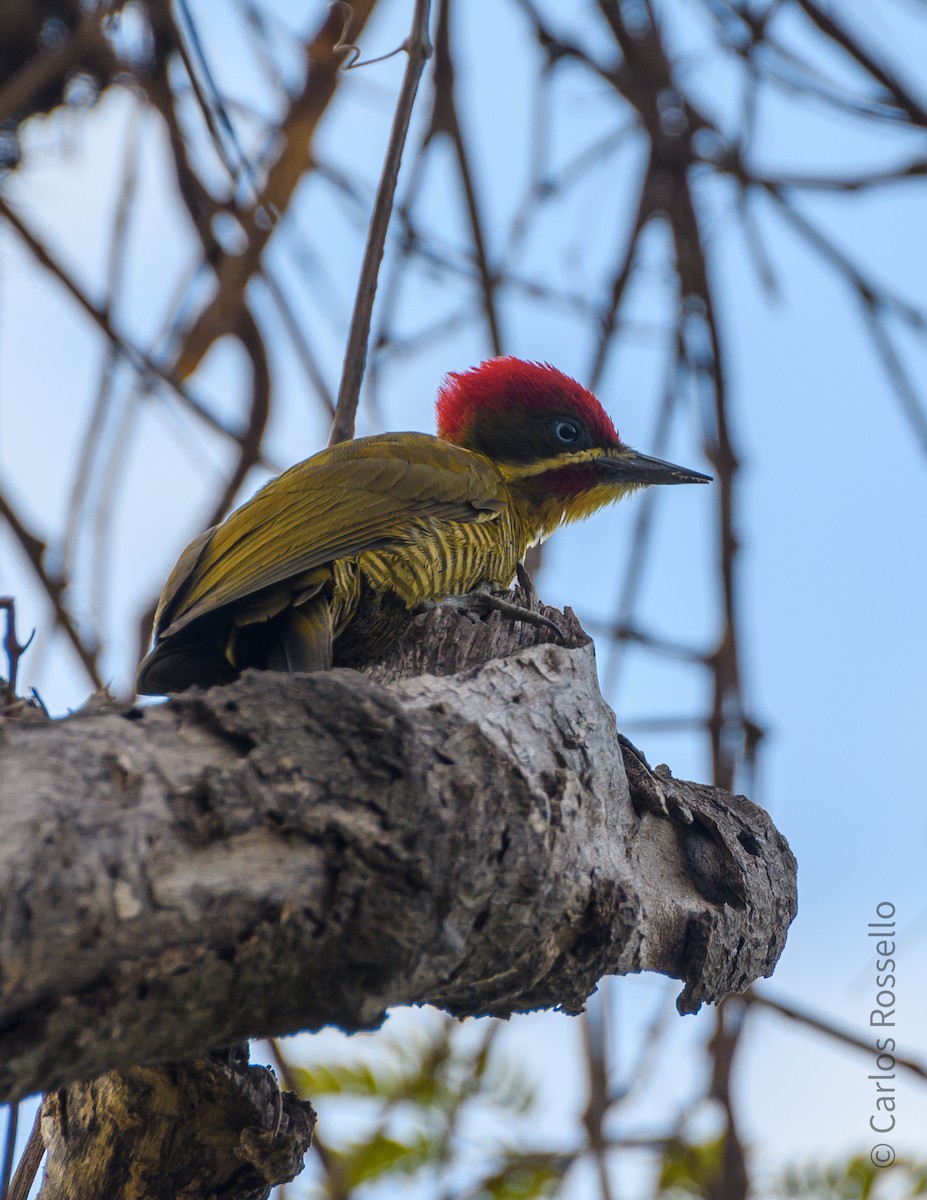 Golden-green Woodpecker - Carlos Rossello