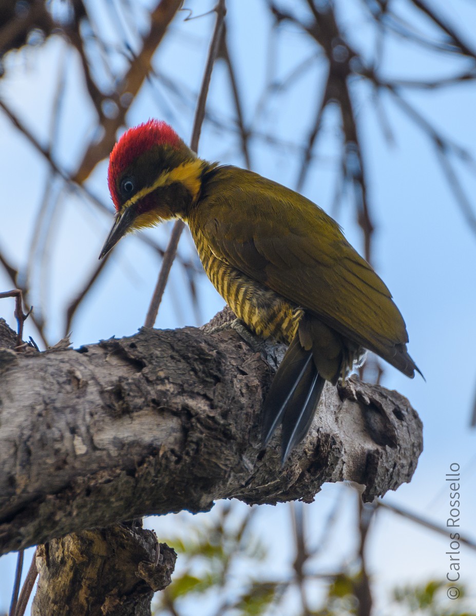 Golden-green Woodpecker - Carlos Rossello