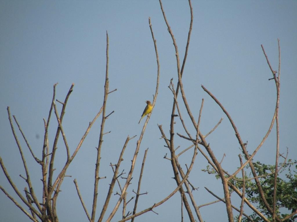 Red-headed Bunting - Siddhesh Surve