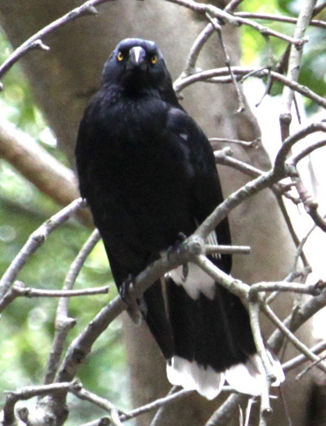Pied Currawong - ML256305121
