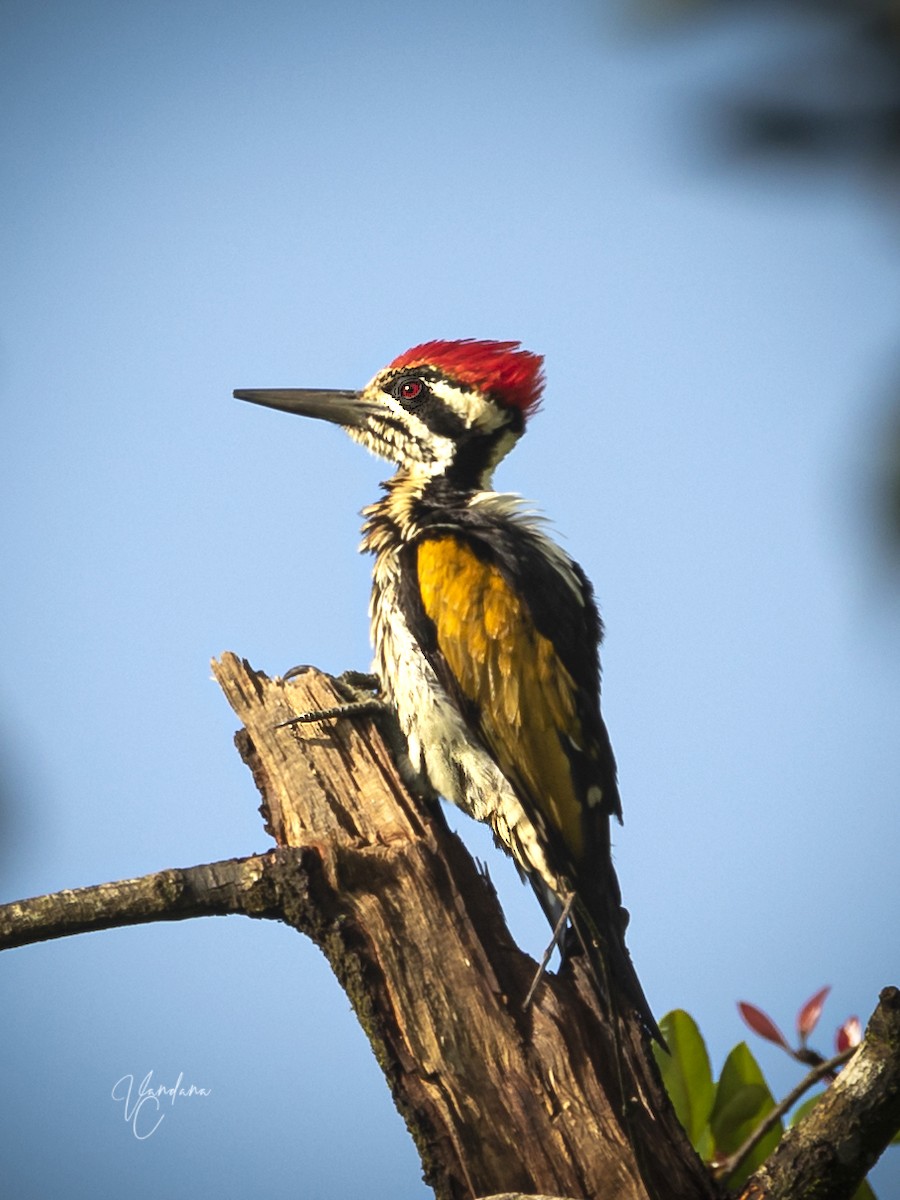 White-naped Woodpecker - ML256306771