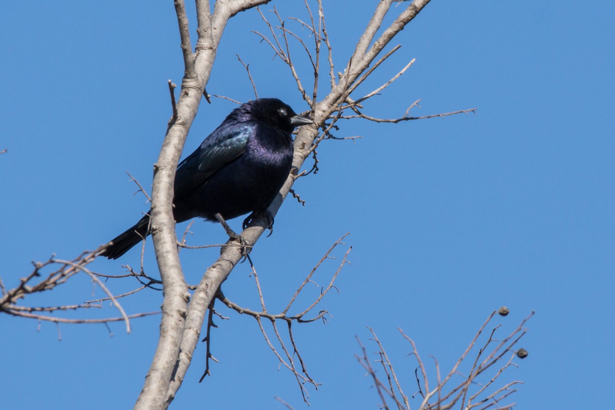 Shiny Cowbird - ML256307071