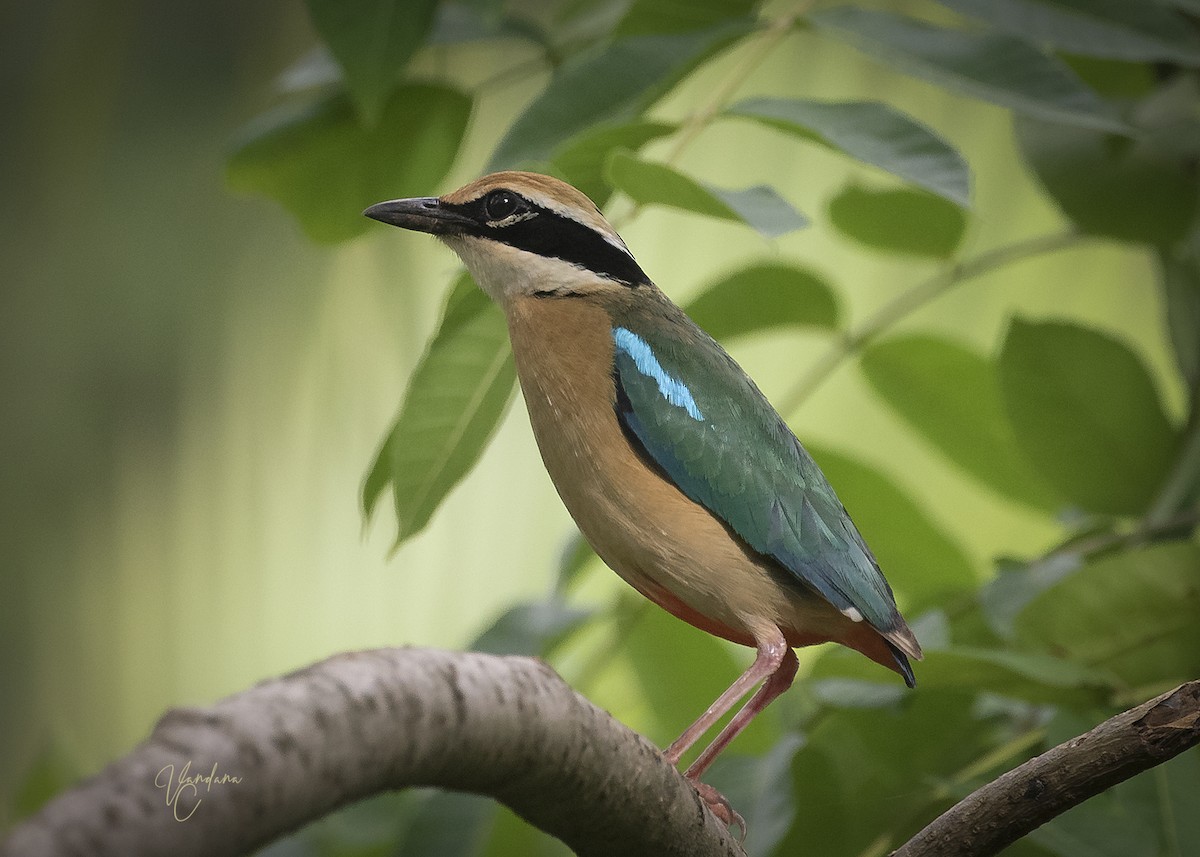 Indian Pitta - ML256307131