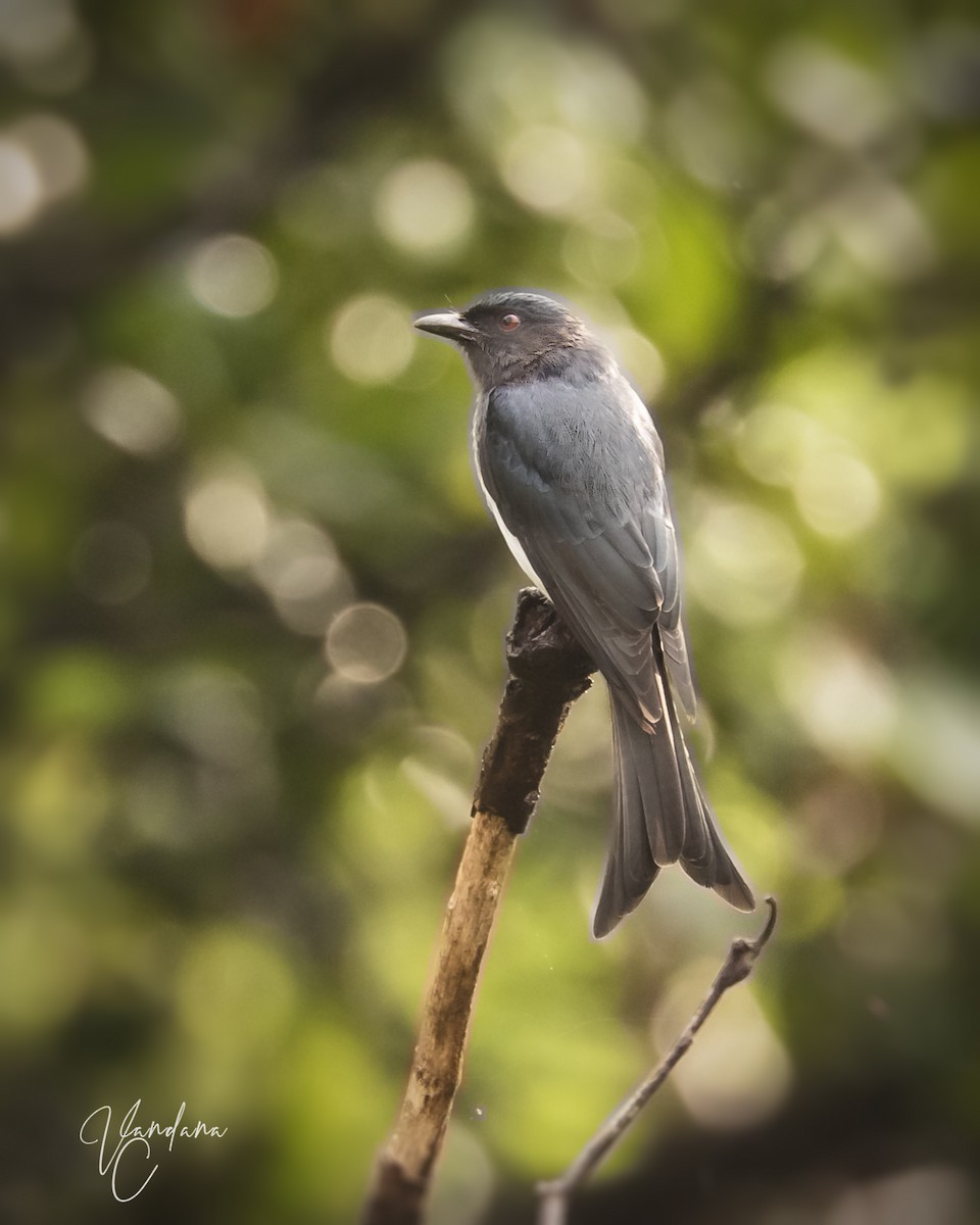 Drongo à ventre blanc - ML256307191