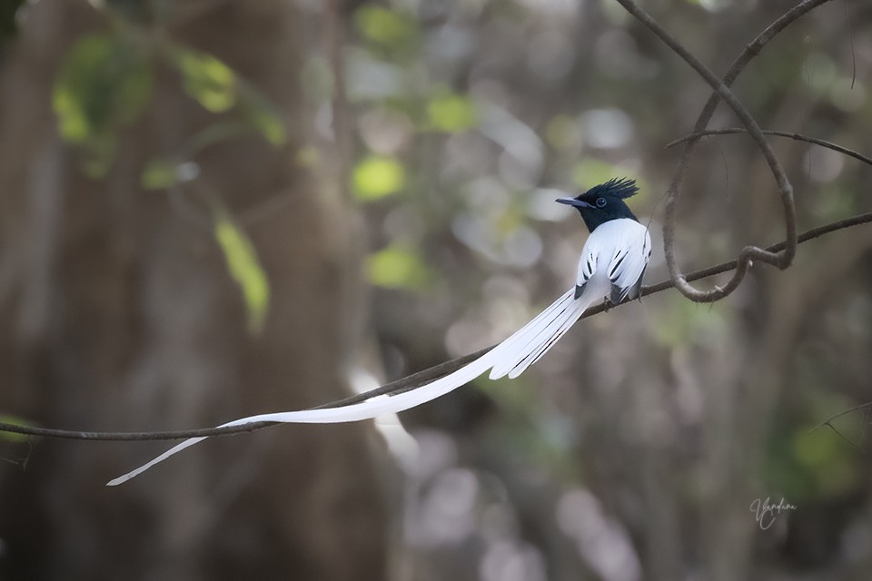 Indian Paradise-Flycatcher - ML256307211