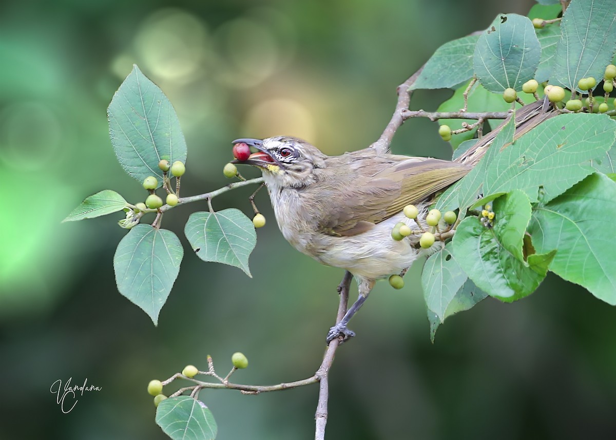 White-browed Bulbul - ML256307401