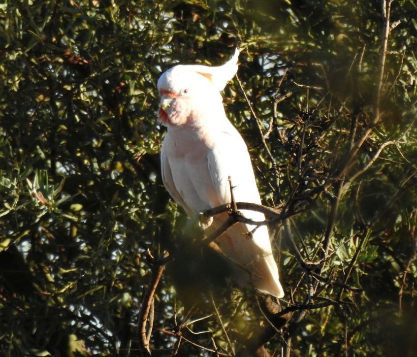 Pink Cockatoo - ML256308181