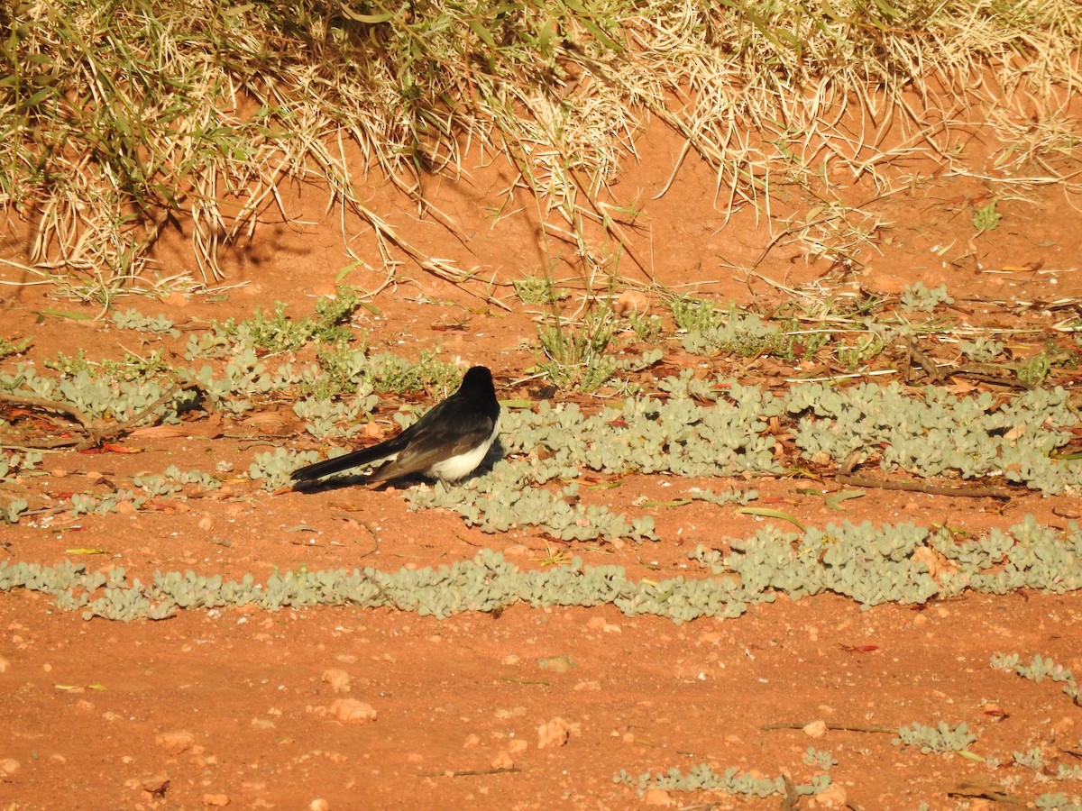 Willie-wagtail - ML256309701