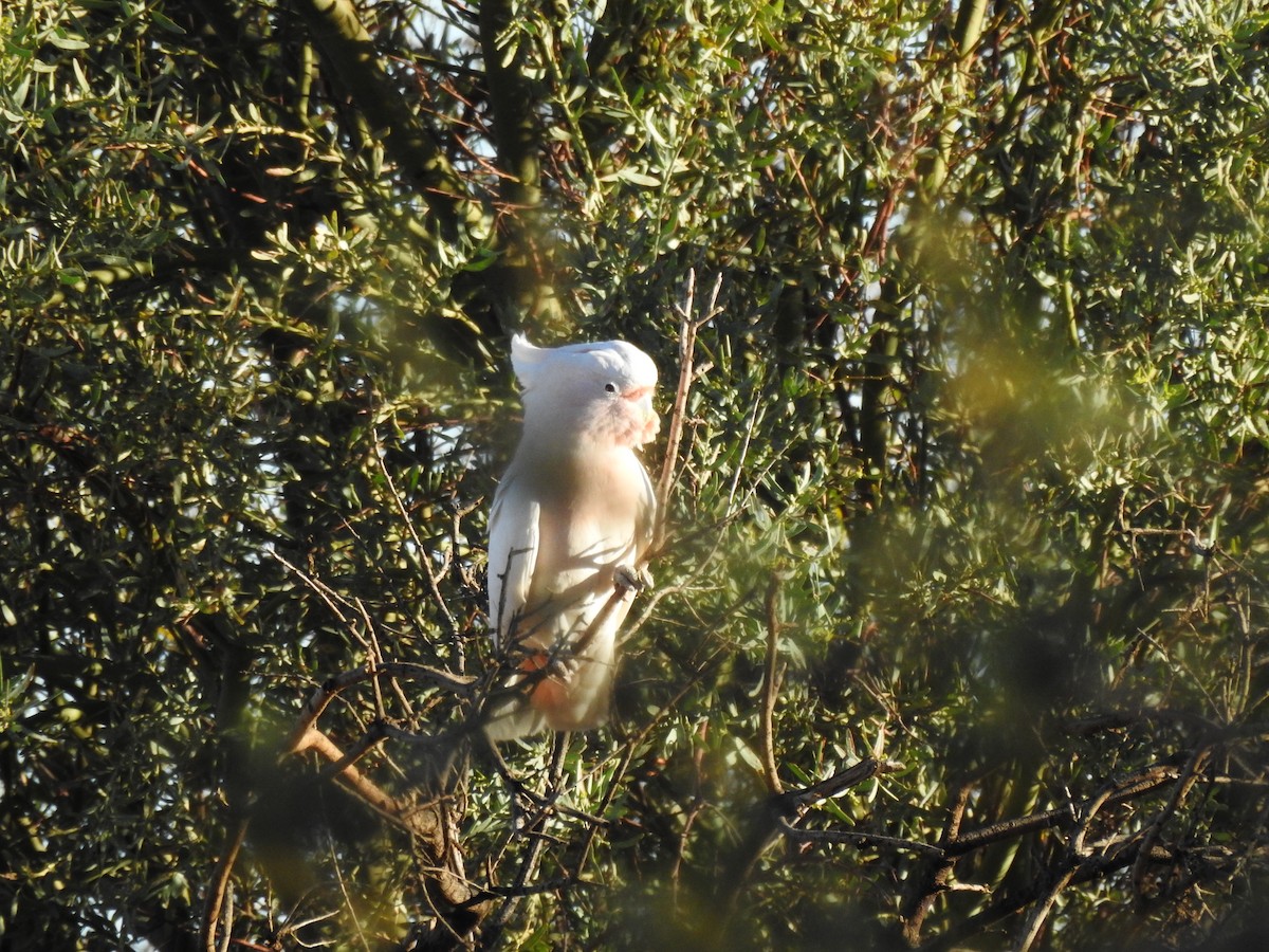 Pink Cockatoo - William Cormack