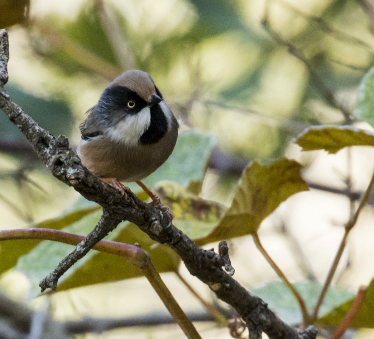 White-cheeked Tit - ML256310451