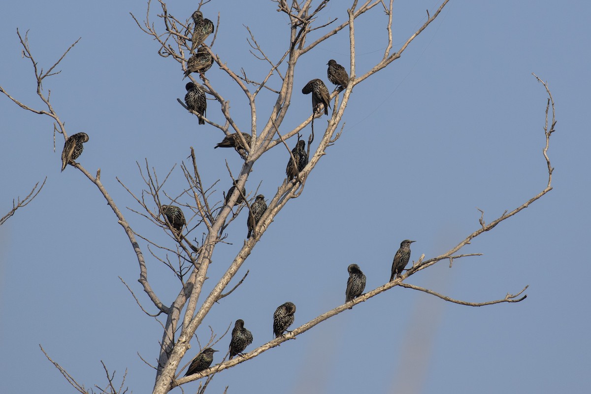 European Starling - Celesta von Chamier