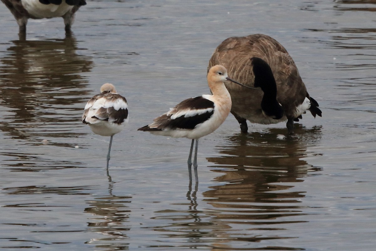 American Avocet - ML256312001