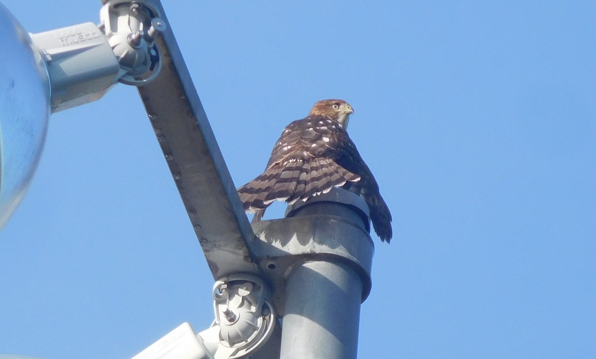 Cooper's Hawk - ML256312201